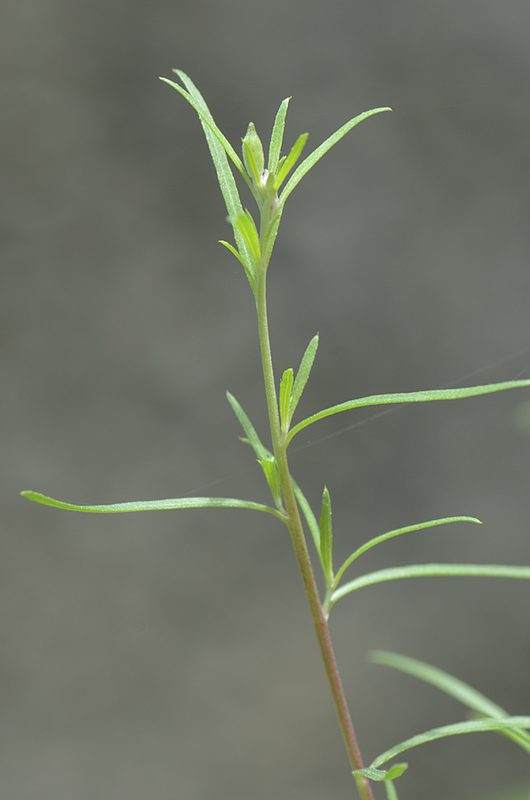 Chamaenerion dodonaei (ex Epilobium dodonaei) / Garofanino di Dodonaeus